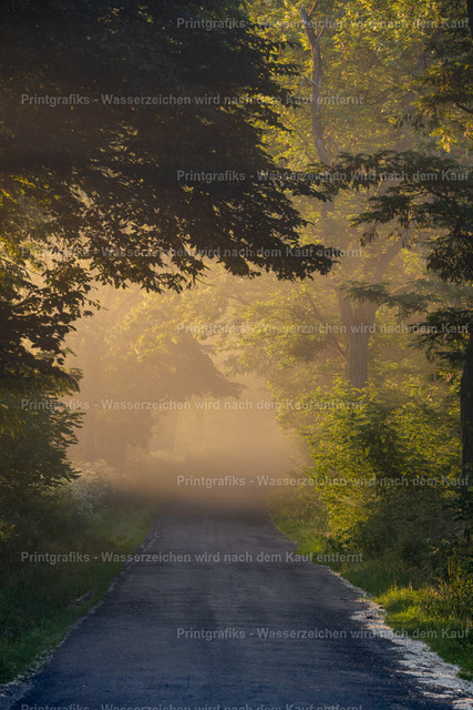 Stiller Weg im Nebel | Ein ruhiger Weg im weichen Nebellicht. Die gedämpften Farben, das sanfte Licht und die stille Landschaft erzeugen eine beinahe geheimnisvolle Atmosphäre. - Realisiert mit Pictrs.com