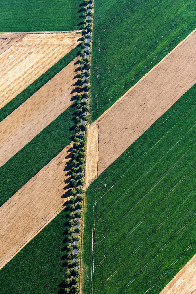 dr__0038396.jpg | SCHELLERTEN 23.07.2019 Baumreihe an einer Landstraße an einem Feldrand in Schellerten im Bundesland Niedersachsen, Deutschland. // Row of trees on a country road on a field edge in Schellerten in the state Lower Saxony, Germany. Foto: Daniel Reiter