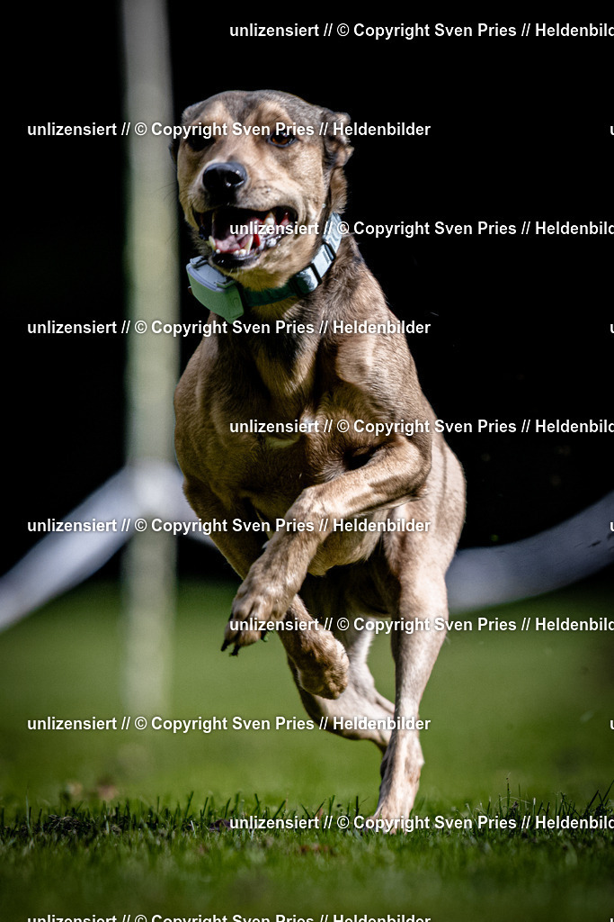 Sven Pries | 2025-10-03 - Hunderennen Obergrombach - Realisiert mit Pictrs.com