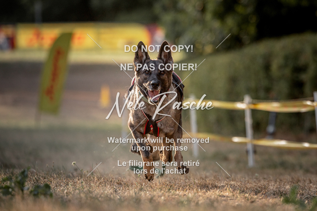 nelerasche_SummerNights26_SoPawSprint_91 | nelerasche