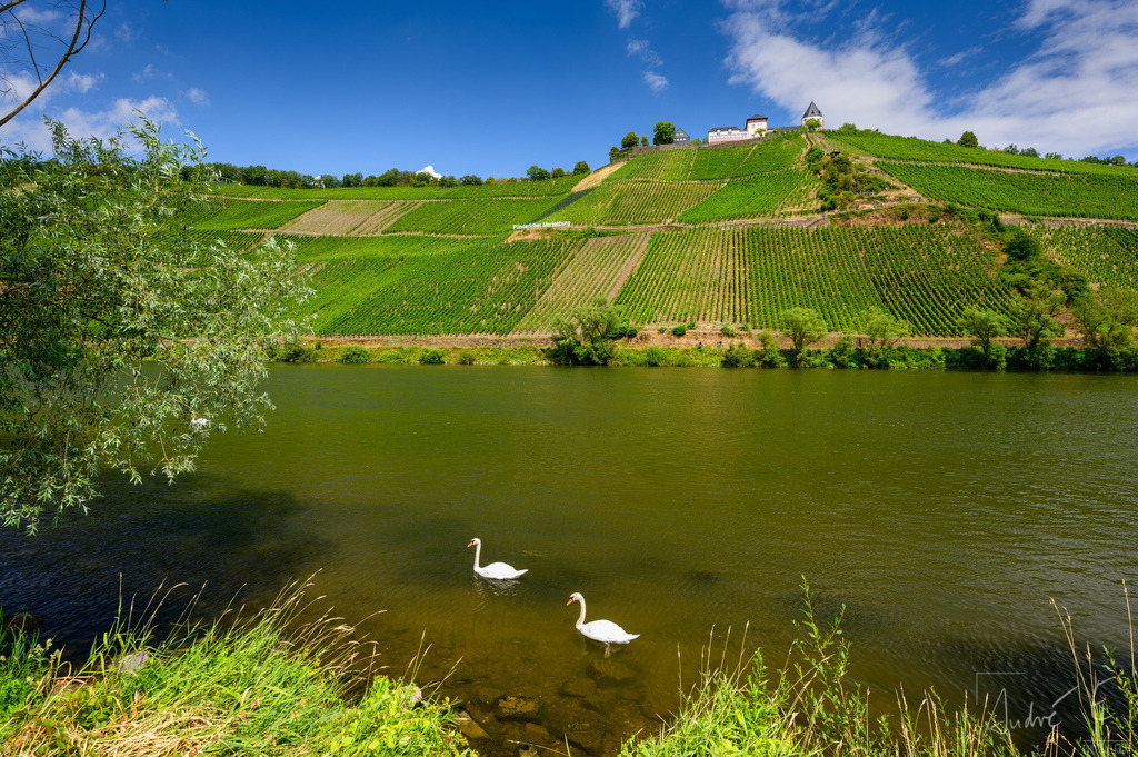 Besuch zweier Schwäne vor der Marienburg  | Online Foto-Shop von André Engelhardt, Filmemacher und Fotograf. Fine Art Prints, Kunstdrucke, Fotogeschenke, Souvenirs von Mosel, Rhein und mehr. 