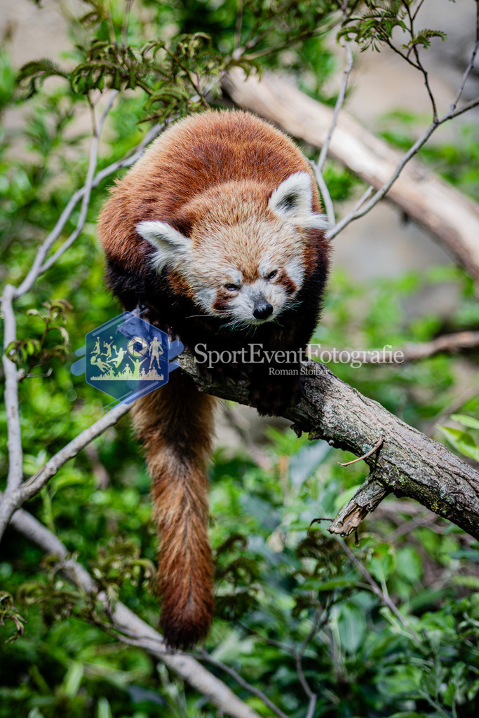 IMG_6476 | SportEventFotografie - Roman Stoiber