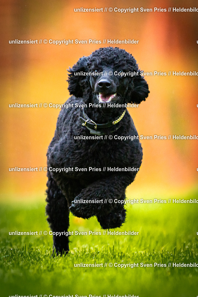 Sven Pries | 2025-09-21 - Hunderennen Baden-Oos - Realisiert mit Pictrs.com