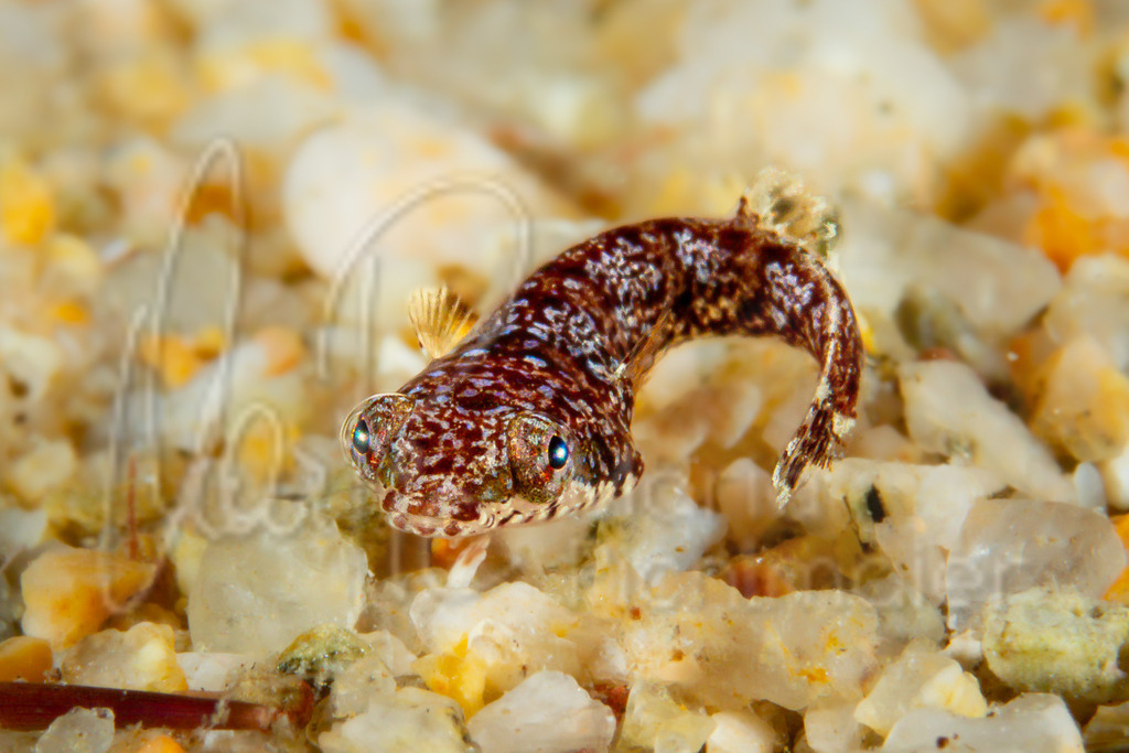 Apletodon incognitus | brauner Schildfisch - Realisiert mit Pictrs.com