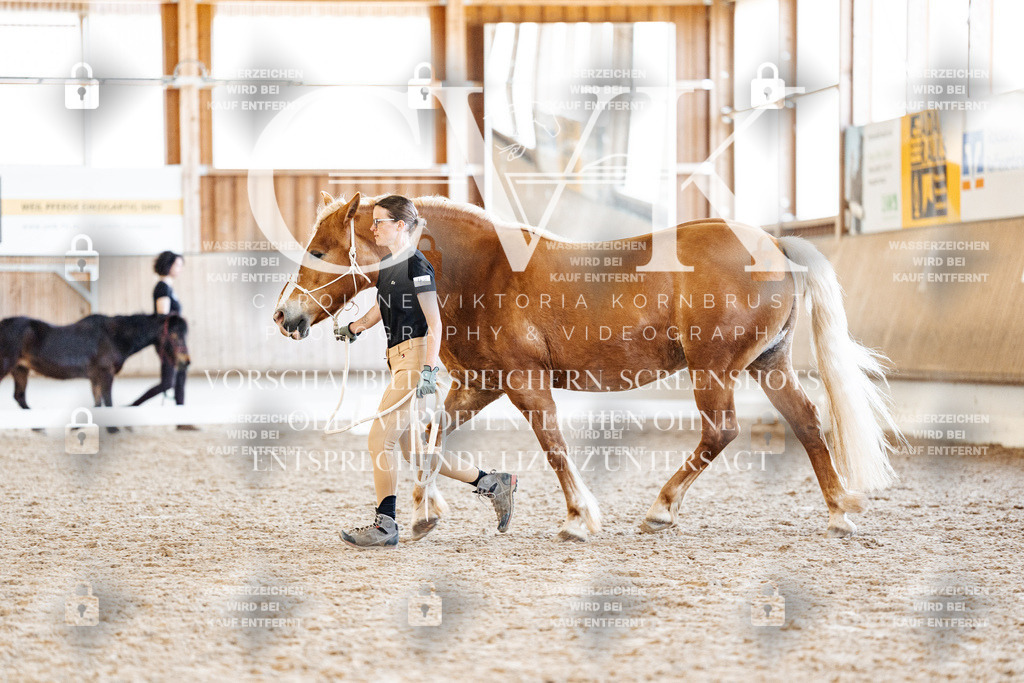 CK906739 | Turnierfotografie Pferdefotografie Trier Rheinland-Pfalz Pferdesport Reitsport Tierfotografie Sportfotografie Pferdevideo Pferdevideografie Equestrianvideography equestrianphotography  - Realisiert mit Pictrs.com