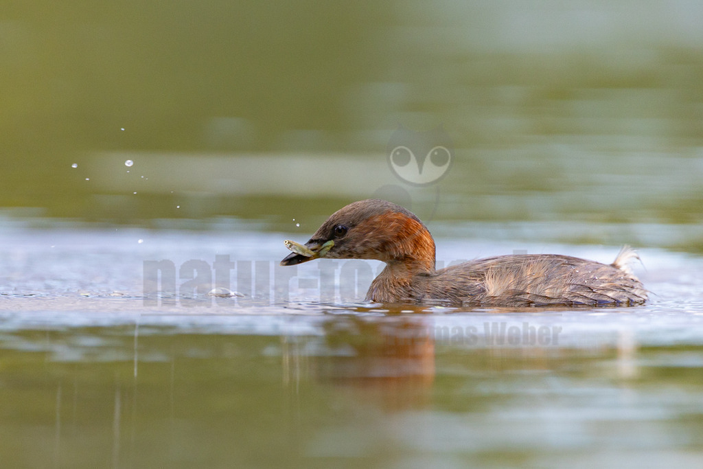 R6NF0976_20250830 | Der Bildershop von www.natur-focus.de bietet ihnen den einfachen Kauf von Bildmaterial per Download aus allen Bereichen der Natur. In den Galerien finden sie Landschaftsfotos, Tierbilder und natürlich auf Pflanzenfotos. - Realisiert mit Pictrs.com