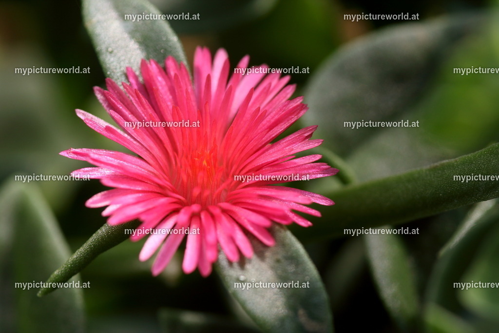 Eiskraut-001 | Das Bilderarchiv über Tiere, Planzen und Landschaften. In der Bilddatenbank finden Sie ein große Auswahl an hochwertigen Bilder für Ihre Werbung - Realized with Pictrs.com