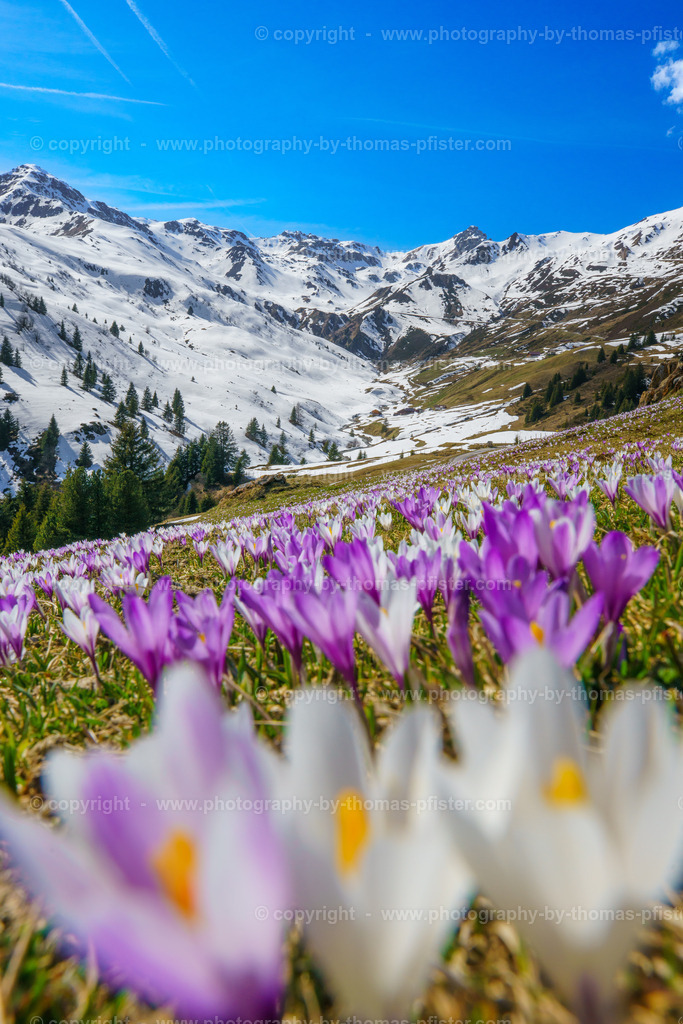 Krokusblüte Tux copyright  Thomas Pfister-8 | PHOTOGRAPHY BY THOMAS PFISTER