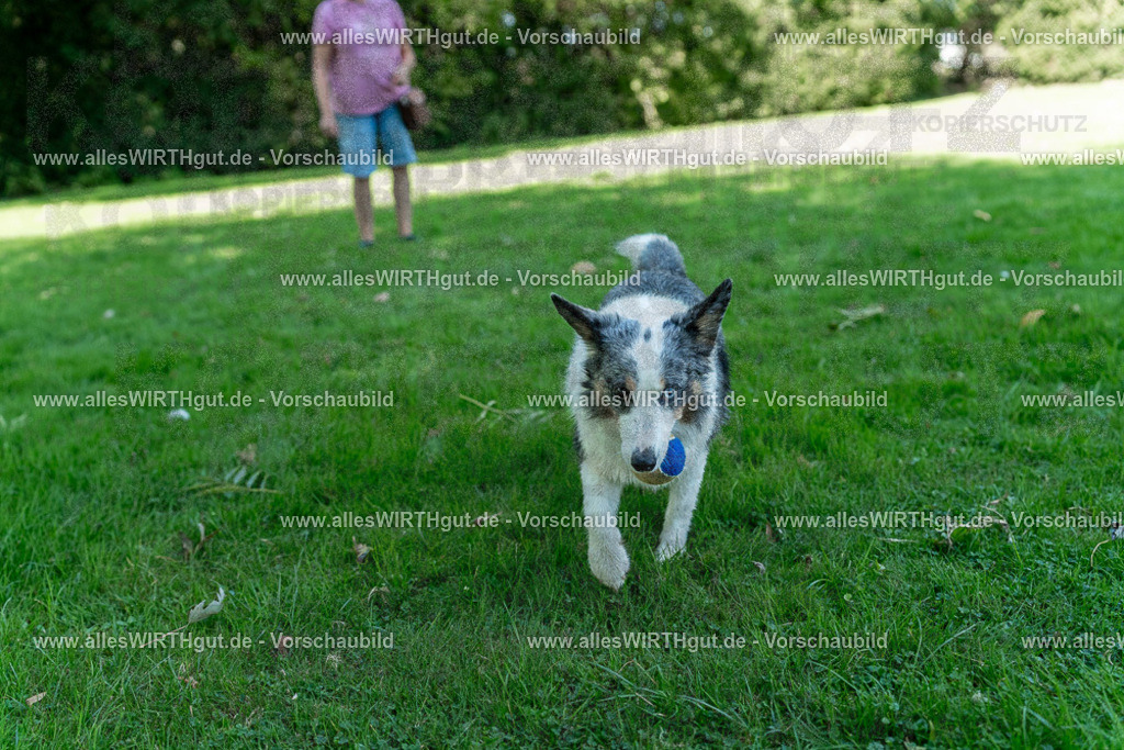Hundeschwimmen_Volksbad_2026-allesWIRTHgut_Tierfotografie-2609061321-7R500660 | Professionelle Tierfotografie in Mönchengladbach von Daniel Wirth (allesWIRTHgut). Liebevolle & natürliche Bilder von Hunden & Katzen für unvergessliche Erinnerungen.
