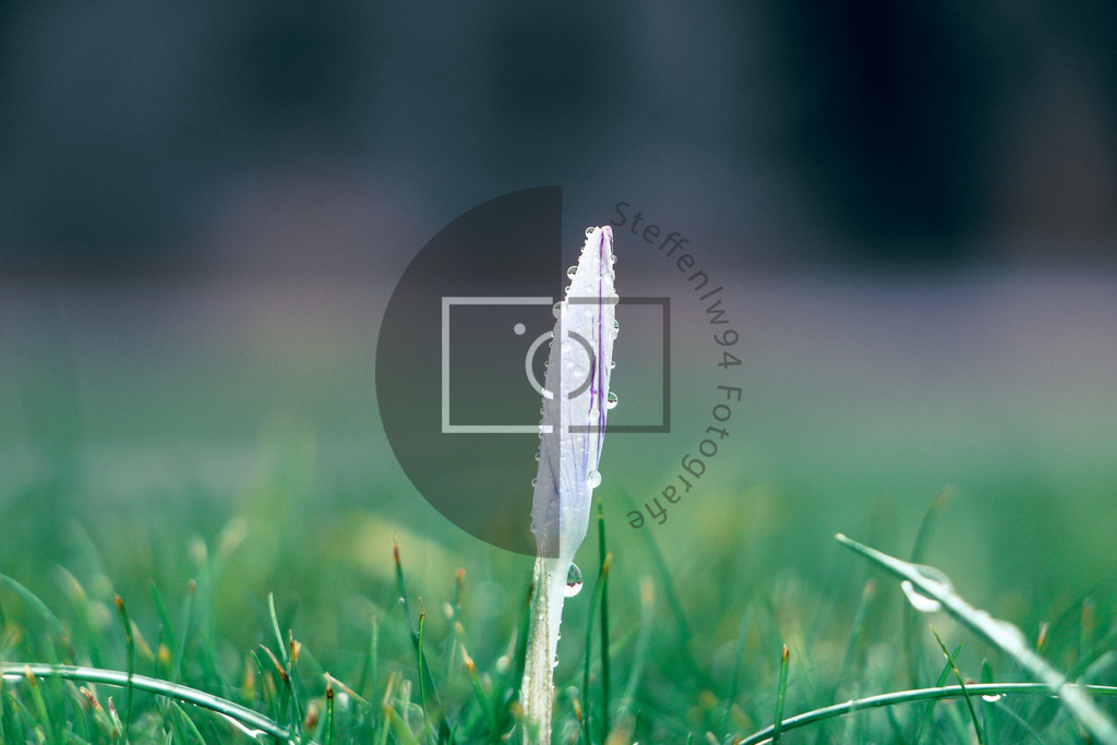 Wandbild Krokusse lila | Ich bin Fotograf und auf meiner Webseite hast du die Möglichkeit meine fotografie als Wandbilder druckfertig für dein Zuhause zu bestellten. - Realisiert mit Pictrs.com