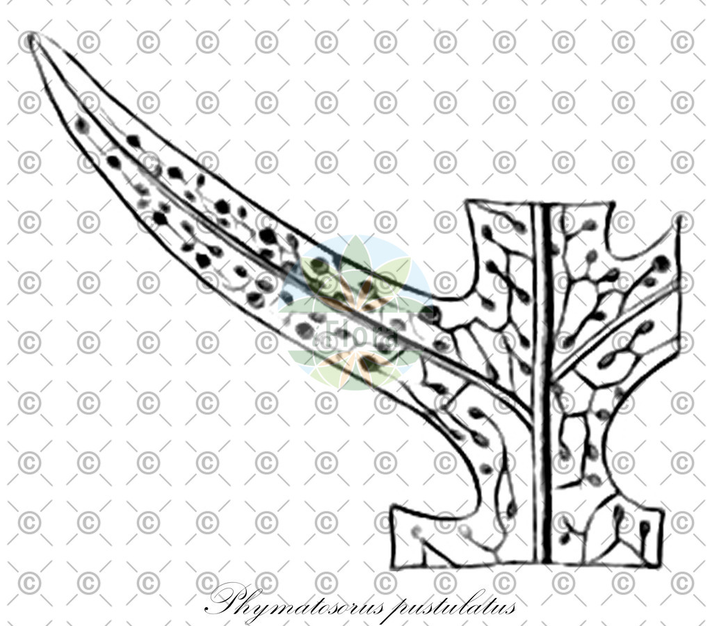 HistAbb_wfo-0001078050_1_ENZY_Simple | Historische Abbildung von Phymatosorus pustulatus - Polypodiaceae | Historical Illustration of Phymatosorus pustulatus - Polypodiaceae
