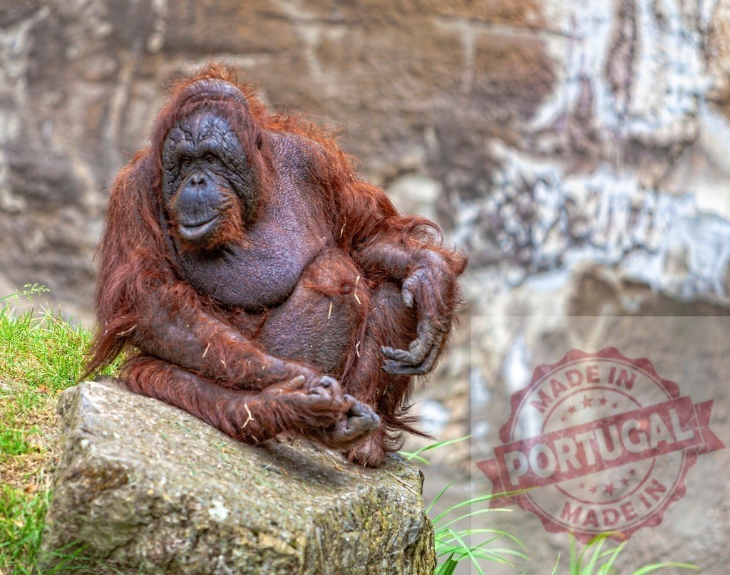 Orangutan adult sitting pensive on rock | Orangutan adult resting on a rock, watching with a thoughtful expression - Realisiert mit Pictrs.com