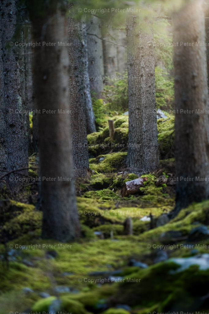 Divers_Erlebnisraum_Wald_23_Peter_Maier-674 | piet_flosse
