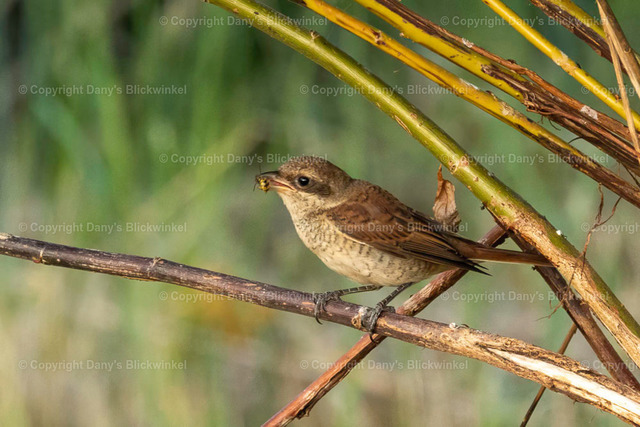 2022138 | Tierfotografie, Tierkalender, Tierbilder, Insekten, Spinnen, Vögel, Schmetterling, Libellen, Leinwand, Colorkey, Qualität, Geschenkartikel, Geschenk - Realisiert mit Pictrs.com