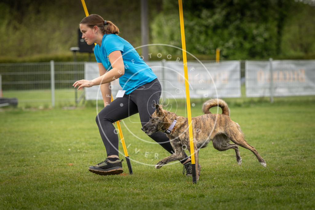 Pfotenfotografie_DV3A1849 | Hundefotografie, Tierfotograf, Pfotenfotografie, Fotoshooting Hund, Hunde Portrait, Hundesport, Hundeportraits, Heideshooting, Hunde, Sportfotograf, Hundefotograf, Turnierhundsport, THS,  - Realisiert mit Pictrs.com