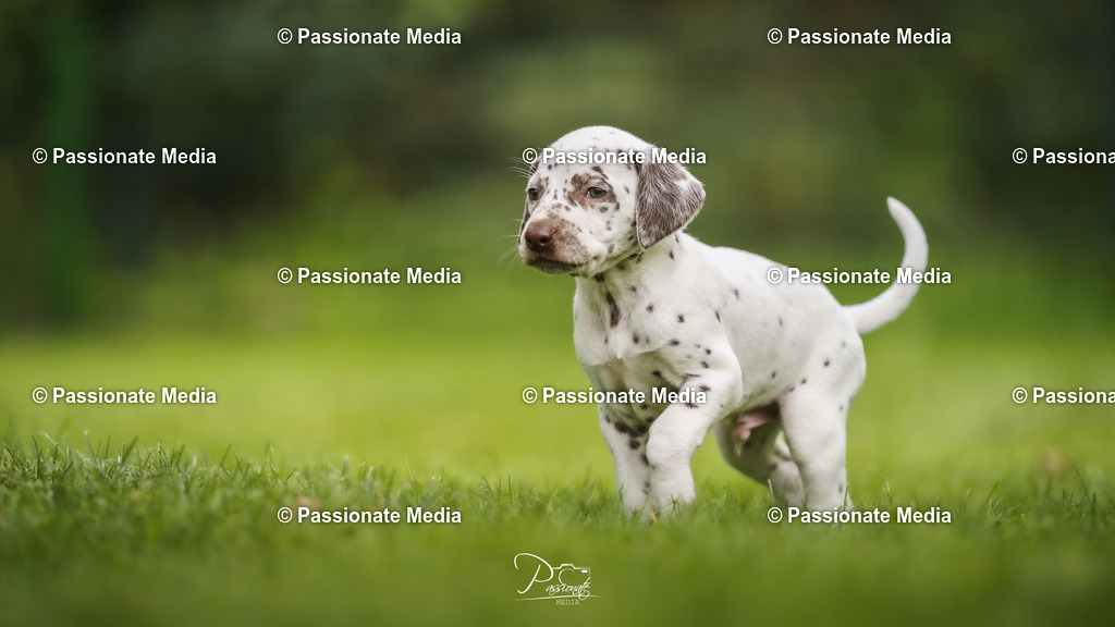 DSC04993 | Passionate Media, dein Fotograf aus Brandenburg, Märkisch Oderland, im Bereich Motorsport, Autos und Motorräder sowie Events und auch Hunde. Shootings oder auch Eventbegleitungen können bei mir gebucht we