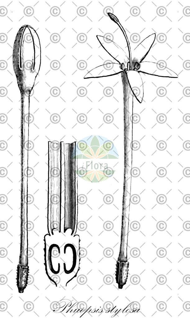HistAbb_wfo-0000729296_1_ENZY_Simple | Historische Abbildung von Phuopsis stylosa - Rubiaceae (Baldriangesicht;Kaukasisches Kreuzblatt;Langgriffliger Rosenwaldmeister;Kreuzblümchen) | Historical Illustration of Phuopsis stylosa - Rubiaceae