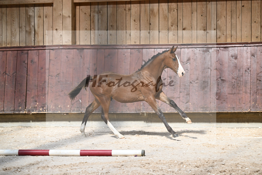 Kat-Nr. 1 HF Stakkato Cornet x Quality_Boeck_32240032 | hf-fotografie - Realisiert mit Pictrs.com