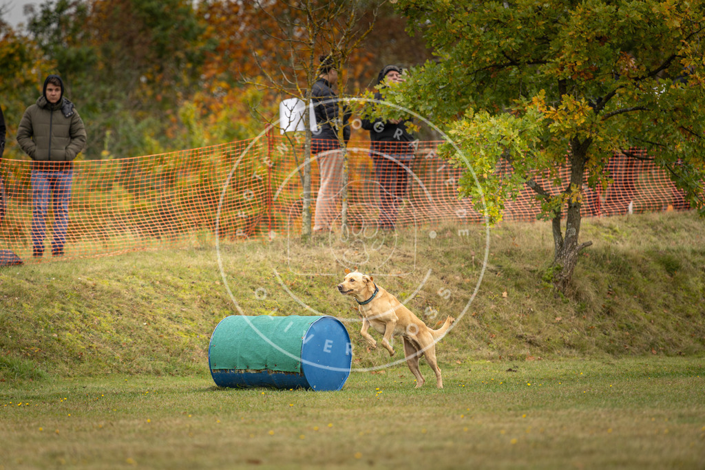 Pfotenfotografie_DV3A4441 | Hundefotografie, Tierfotograf, Pfotenfotografie, Fotoshooting Hund, Hunde Portrait, Hundesport, Hundeportraits, Heideshooting, Hunde, Sportfotograf, Hundefotograf, Turnierhundsport, THS,  - Realisiert mit Pictrs.com