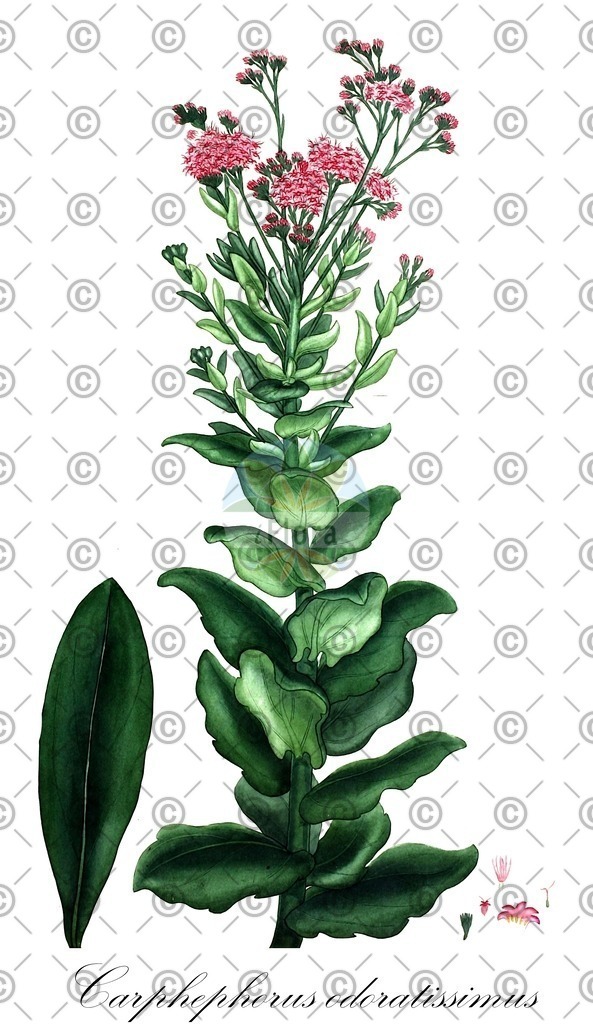 HistAbb_EMP_17990_SRC_Schlechtendal_FLORAD_SIMPLE | Historische Abbildung von Carphephorus odoratissimus - Asteraceae | Historical Illustration of Carphephorus odoratissimus - Asteraceae