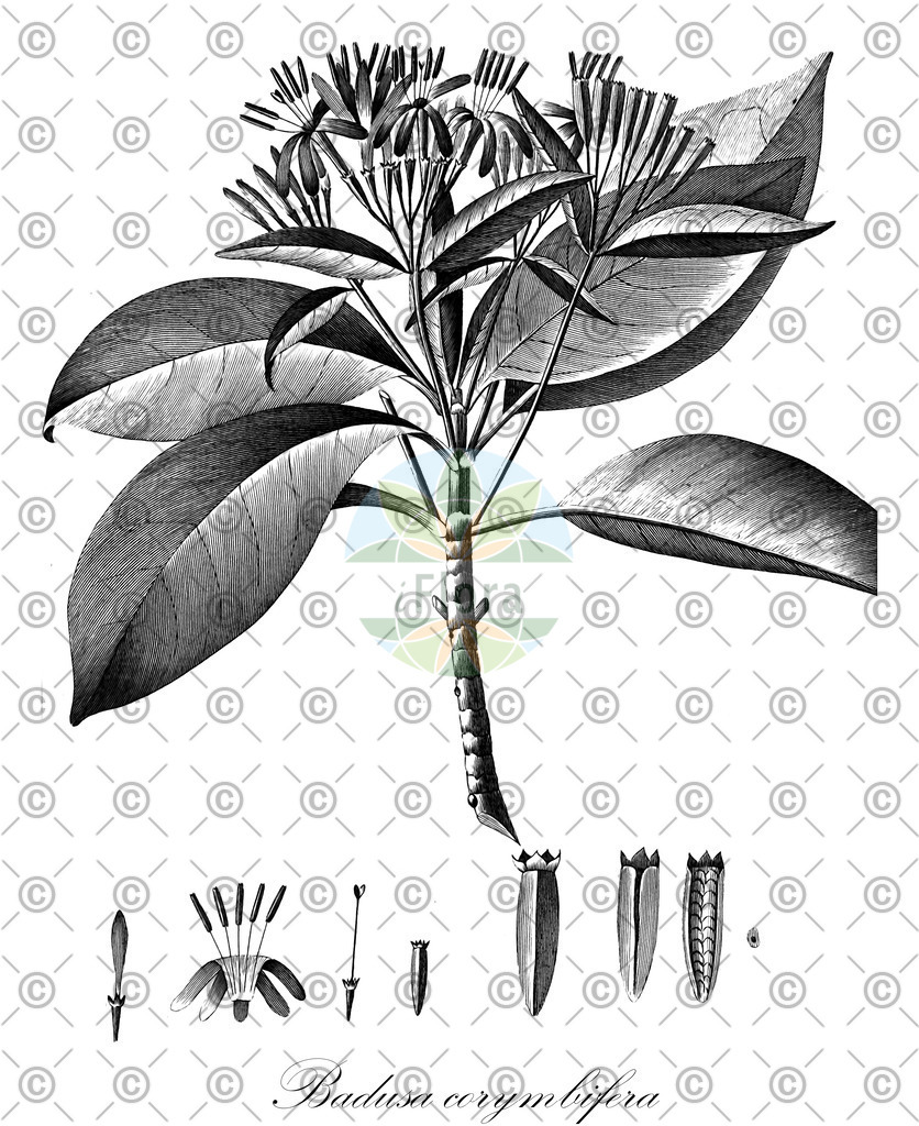 HistAbb_wfo-0000310830_1_ENZY_Simple | Historische Abbildung von Badusa corymbifera - Rubiaceae | Historical Illustration of Badusa corymbifera - Rubiaceae