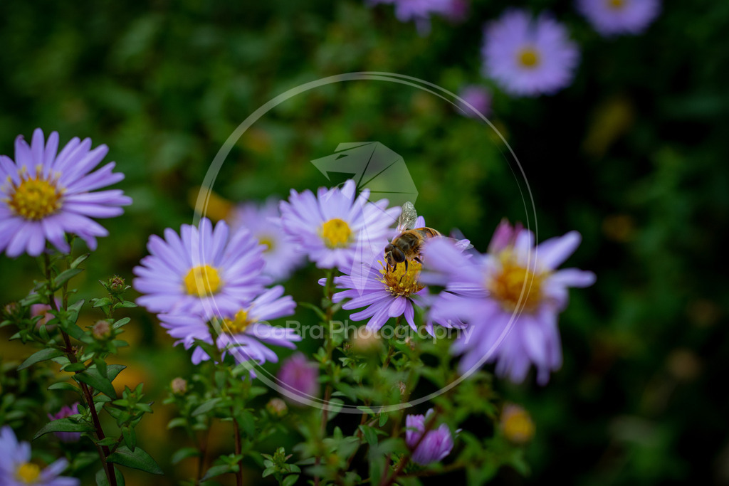 Biene auf Neubelgischer Aster 3 | CoBra Photography - Realisiert mit Pictrs.com
