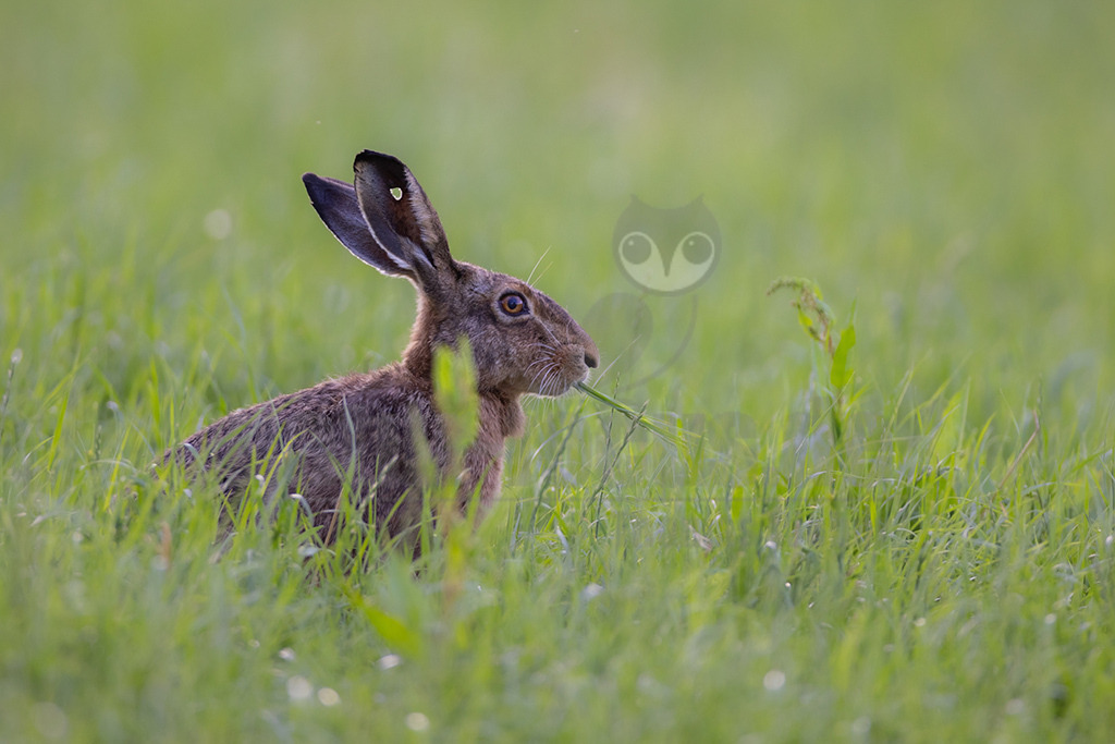 20220625190452-3 | Der Feldhase, kurz auch Hase genannt, ist ein Säugetier aus der Familie der Hasen. Die Art besiedelt offene und halboffene Landschaften. Das natürliche Verbreitungsgebiet umfasst weite Teile der südwestlichen Paläarktis; durch zahlreiche Einbürgerungen kommt der Feldhase heute jedoch auf fast allen Kontinenten vor. - Realisiert mit Pictrs.com