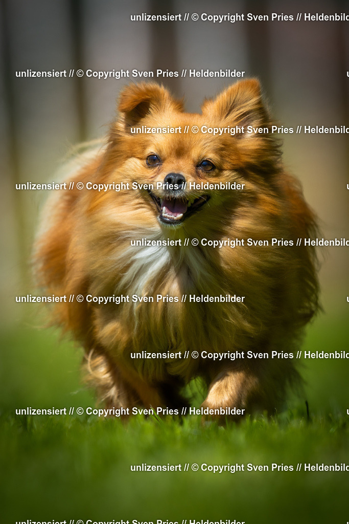 Hunderennen_April_2026_626 | 2026-04-26 - Hunderennen Baden-Oos April 2026 - Realisiert mit Pictrs.com