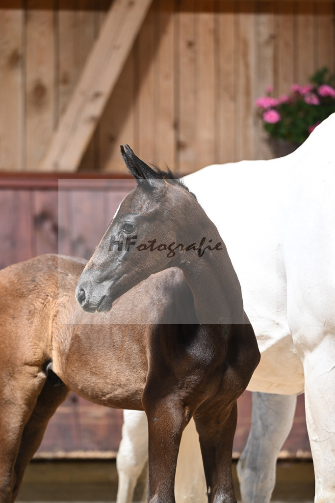 Kat-Nr. 25 HF Dynamic Dream x Serano Gold_Lommel_32240248 | hf-fotografie - Realizzato con Pictrs.com