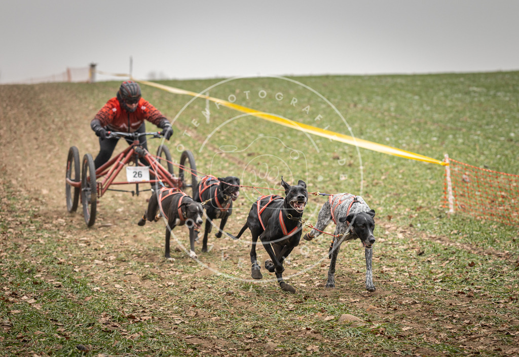 Pfotenfotografie_DV3A4400 | Hundefotografie, Tierfotograf, Pfotenfotografie, Fotoshooting Hund, Hunde Portrait, Hundesport, Hundeportraits, Heideshooting, Hunde, Sportfotograf, Hundefotograf, Turnierhundsport, THS,  - Realisiert mit Pictrs.com