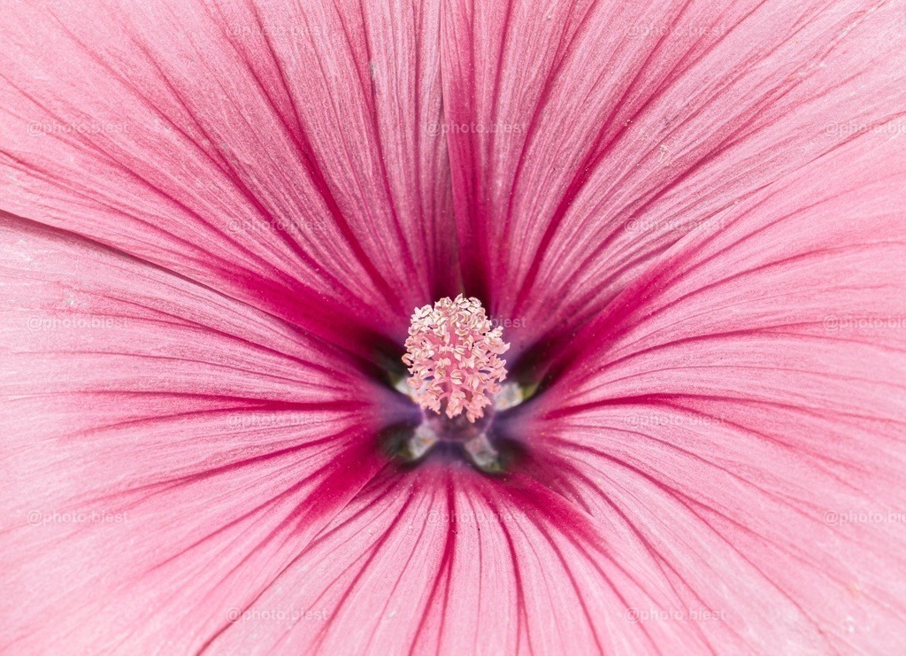 Gravitation | Eine wunderschöne Malvenblüte. - Realisiert mit Pictrs.com