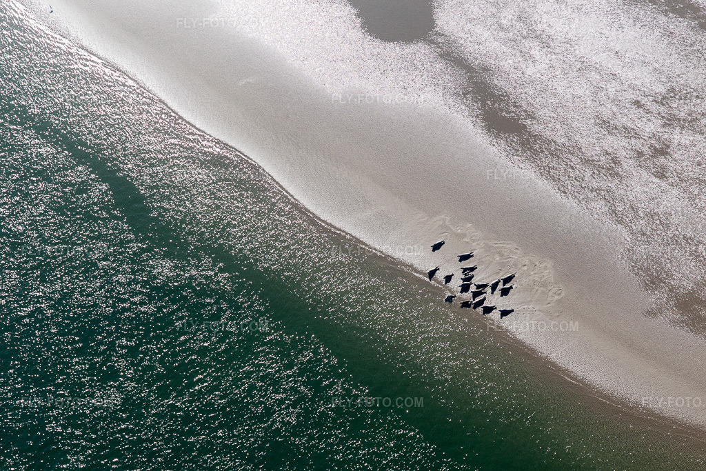 Aerial view: South American sea lions and harbor seals at the tidal channel to the sandbank Peter Meyers in Fanø in the state South Denmark, Denmark.Photo: IMG_118662.jpg taken on 09/21/2019 by Werner Riehm/FLY-FOTO.comResolution of the original: 5472 x 3648 px