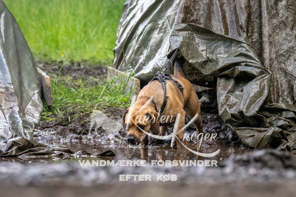 1257_ZZ94430 | kk-dogfotos