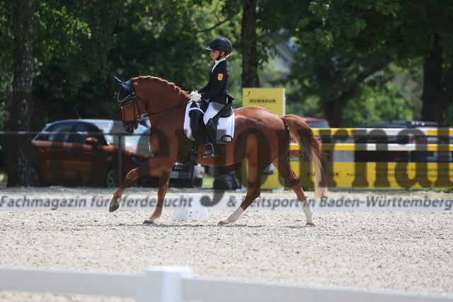 Rot am See_2024_Prfg.Nr.21_Qual.BCH_und_LCH_5-jähr.Ponys_Mary-Ann Hollenbach_Dein Traum (4) | Alle Fotos der Reiterjournal Fotografin Doris Matthaes im Reiterjournal Online-Fotoshop. - Realisiert mit Pictrs.com