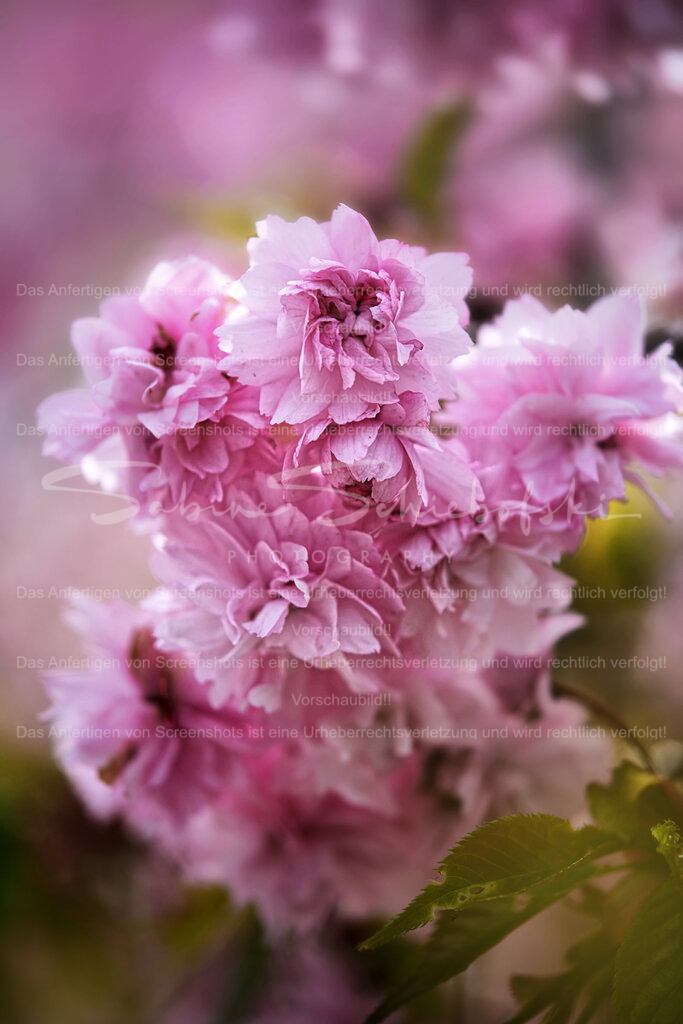 Wandbild Kirschblüten | People- und Tierfotografie, Imageaufnahmen, Veranstaltungsfotografie und Wandbilder aus der Natur ★ Made in Germany ✔️ Druck + Downloads ✔️ Naturfotografie in Top Qualität ★ schneller Versand, weltweite Lieferung! - Realisiert mit Pictrs.com