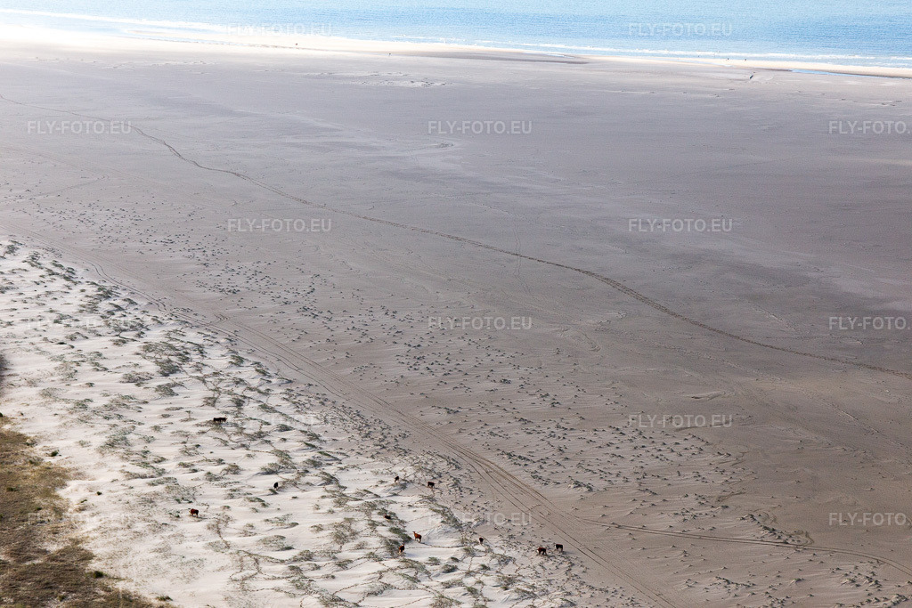 Vue aérienne: Bétail dans les dunes sur la plage de sable à Fanø dans le département Syddanmark, Danemark. Photo: IMG_118596.jpg prise le 21/09/2019 par Werner Riehm/FLY-FOTO.eu – Résolution de l'original: 5472 x 3648 px