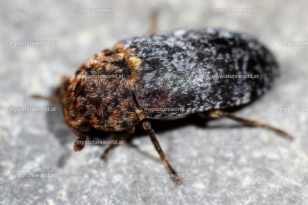 Dermestes undulatus-002 | Das Bilderarchiv über Tiere, Planzen und Landschaften. In der Bilddatenbank finden Sie ein große Auswahl an hochwertigen Bilder für Ihre Werbung - Realized with Pictrs.com
