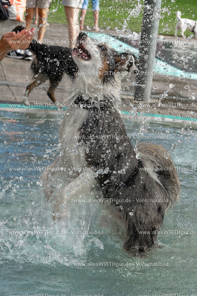 Hundeschwimmen_Volksbad_2026-allesWIRTHgut_Tierfotografie-2609061511-FAY07137 | Professionelle Tierfotografie in Mönchengladbach von Daniel Wirth (allesWIRTHgut). Liebevolle & natürliche Bilder von Hunden & Katzen für unvergessliche Erinnerungen.