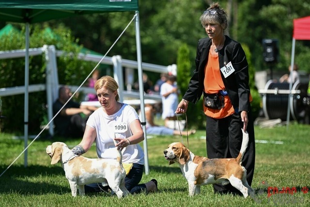 Dogshow CACIB Samstag in Aarau | Dogshow CACIB Samstag in Aarau. 24.06.2023 Foto: LeoWyden