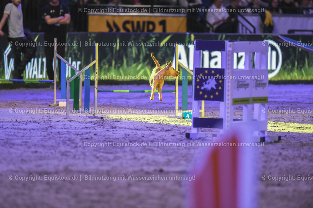 20231115_Dog-Agility_0133_TOMsPiC | Foto: Thomas Hartig