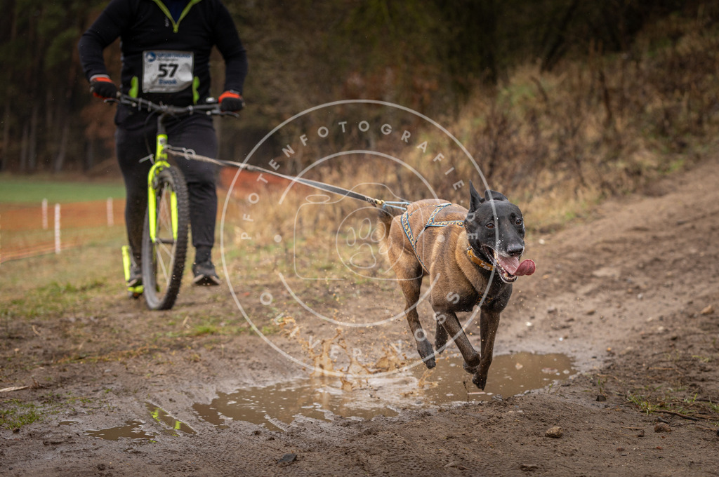 DV3A9481 | Hundefotografie, Tierfotograf, Pfotenfotografie, Fotoshooting Hund, Hunde Portrait, Hundesport, Hundeportraits, Heideshooting, Hunde, Sportfotograf, Hundefotograf, Turnierhundsport, THS,  - Realisiert mit Pictrs.com