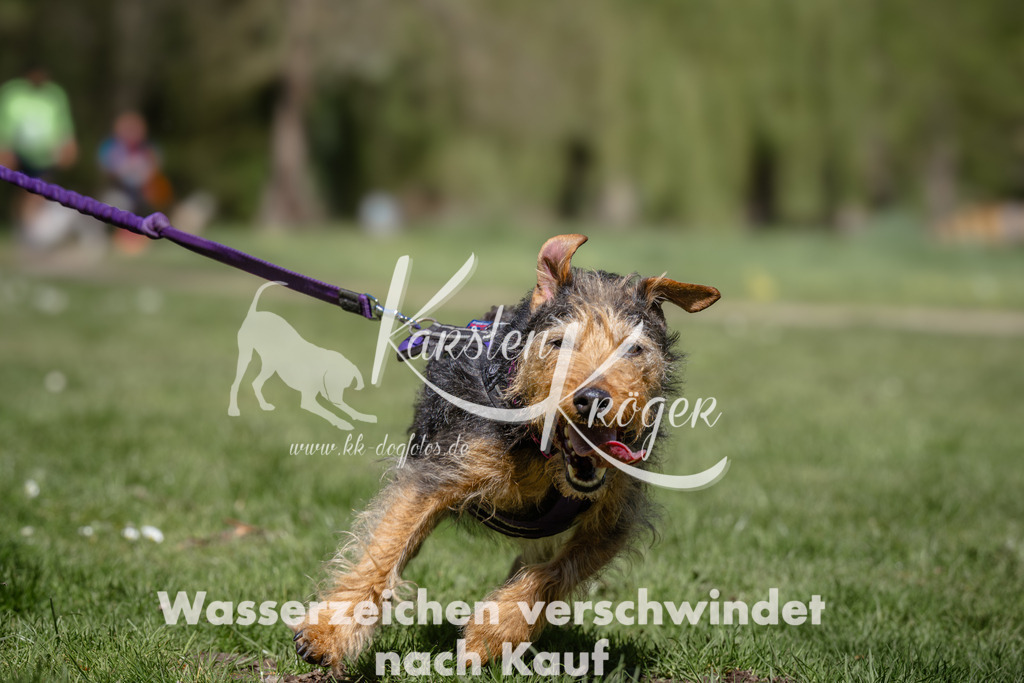 1245_ZZ94162 | kk-dogfotos