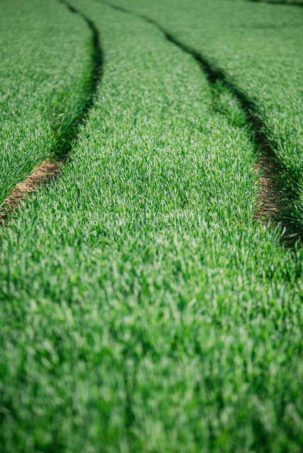 wiese weg 6000x4000 Kopie | andreasojkafotografie - Realisiert mit Pictrs.com