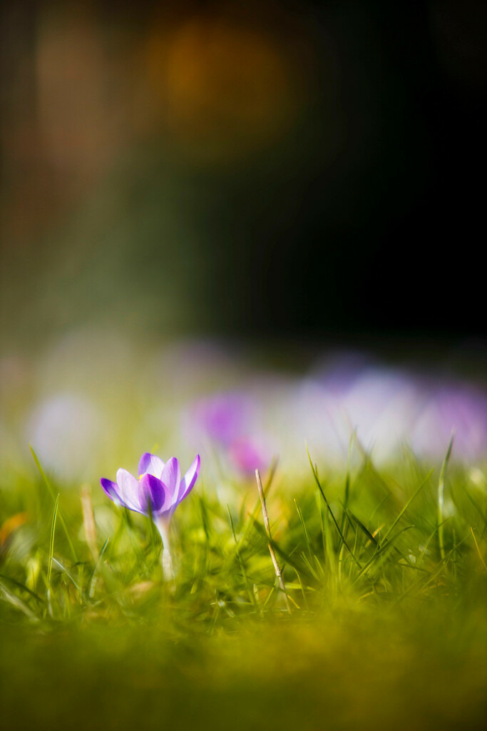 Krokussblüte | Wir machen aus Ihren Bildern Erinnerungen für die Ewigkeit | Hochwertige Fotografien für Ihr zu Hause. - Realisiert mit Pictrs.com