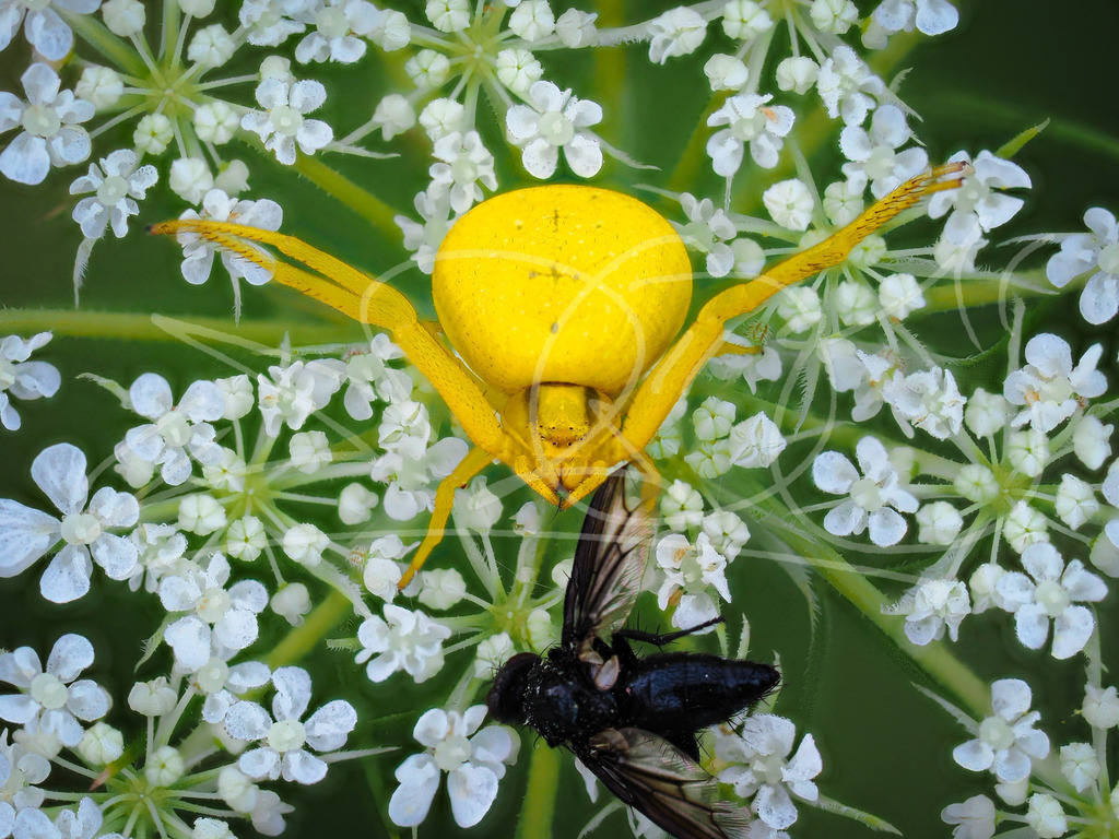 Gelbe Spinne | Naturschönheiten aus Deutschland. Pflanzen und Tiere, Insekten und Naturschauspiele. Alle schönen Details, die uns umgeben, fotografiert von Michi Moc.  - Realisiert mit Pictrs.com