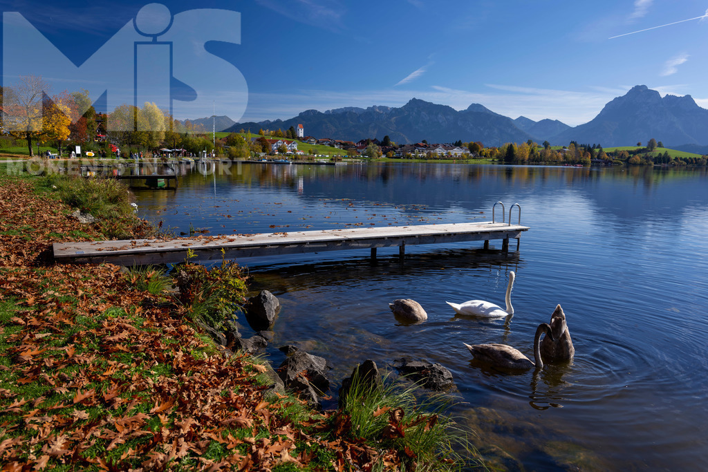2.Liga-1860-HEIM.jpg | 17.10.2022, Herbst am Hopfensee im Allgäu (Bayern) bei Füssen. Eine Schwanenfamilie auf Nahrungssuche am Ufer. - Realisiert mit Pictrs.com