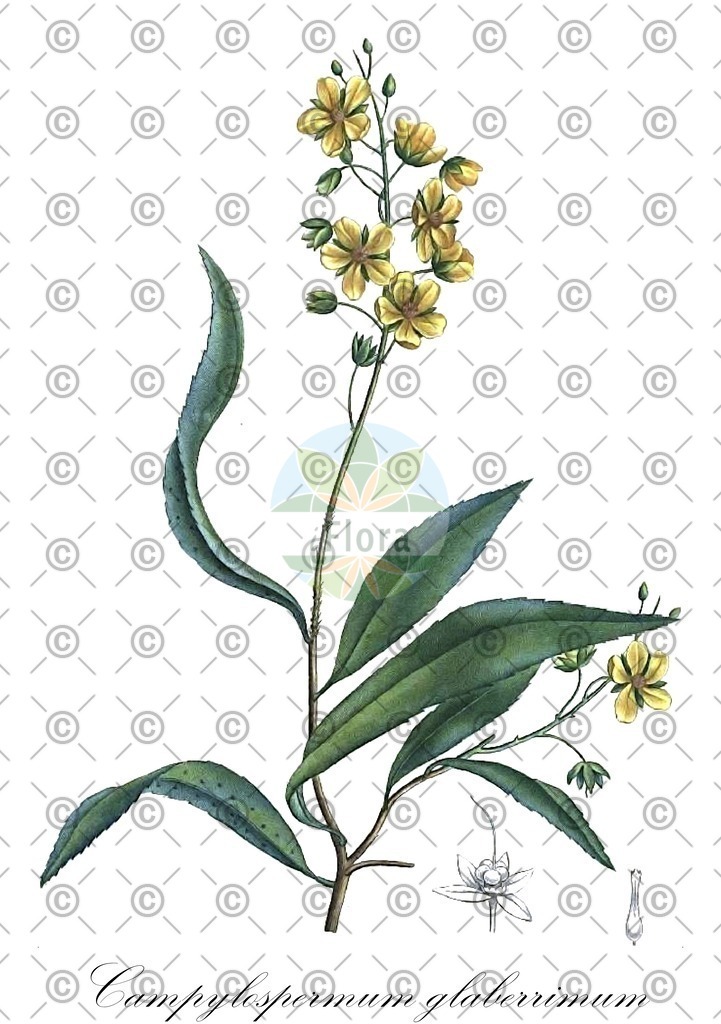 HistAbb_wfo-0000583261_1_ENZY_Simple | Historische Abbildung von Campylospermum glaberrimum - Ochnaceae | Historical Illustration of Campylospermum glaberrimum - Ochnaceae