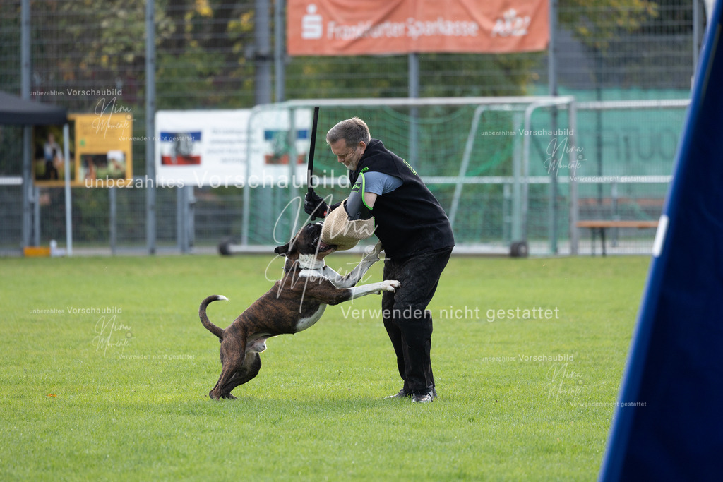 _16A6550 | Einzigartige Fotos von Hunden & Menschen –Actionfotos, Portraits, Vereinsaufnahmen & Paarshootings – authentisch, lebendig & mit Herz.