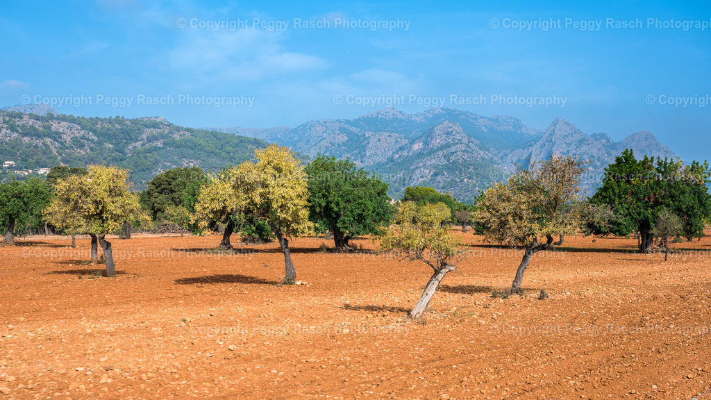 Mallorca | PeggyRaschPhotography - Realisiert mit Pictrs.com