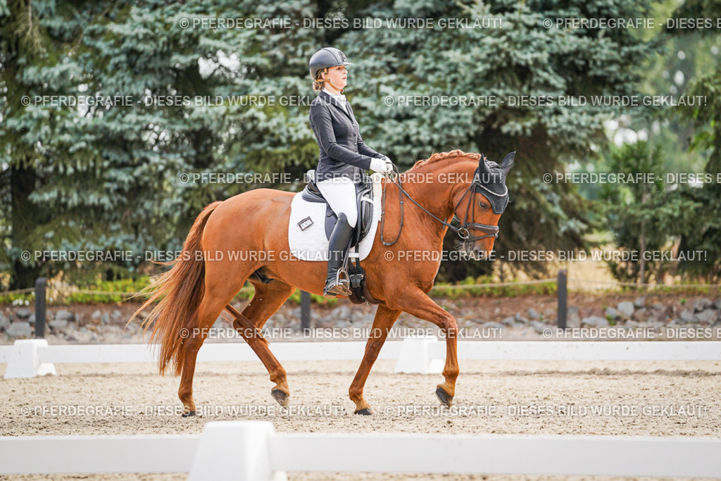 DSC01409 | Pferdegrafie